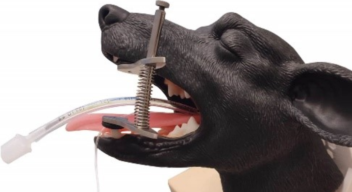 dog snippet
